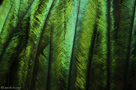 Quetzal