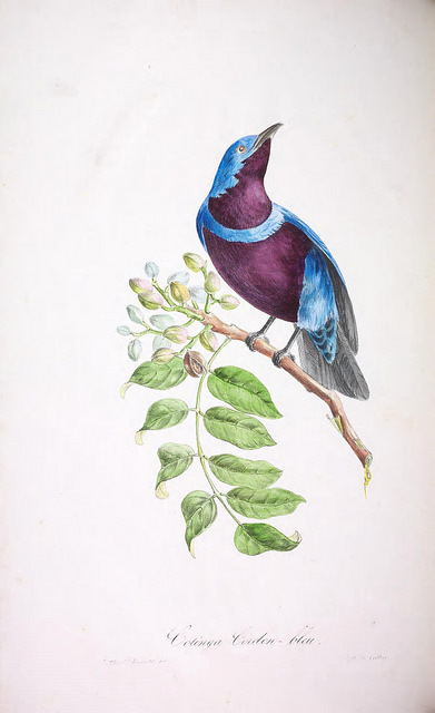 Cotinga amabilis