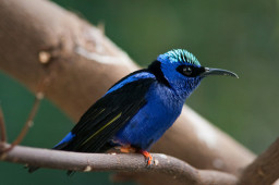 Cyanerpe cyaneus
